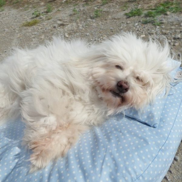 DogFilous2