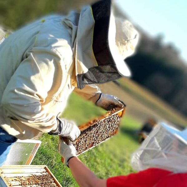 Bienenwerkstetten